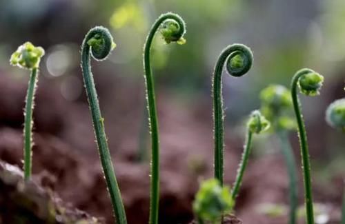 此“长寿菜”又到采摘季，别因常见而忽视，价值很大，别不懂