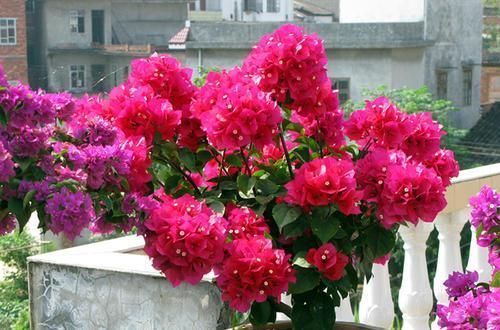 阳台再小,也要养4种花,不仅好养活,而且四季有花赏