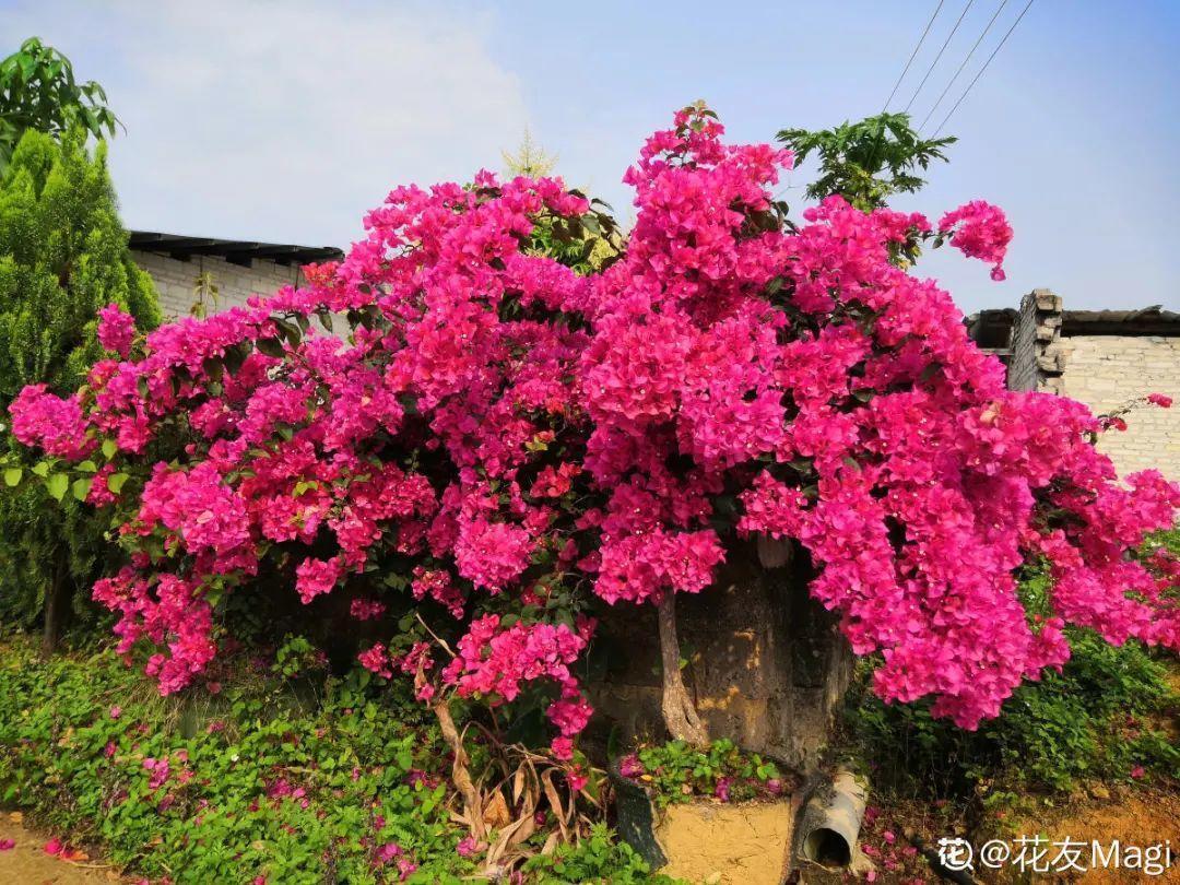 营养液|马上进入花期的花,10天一次肥,下个月就开花