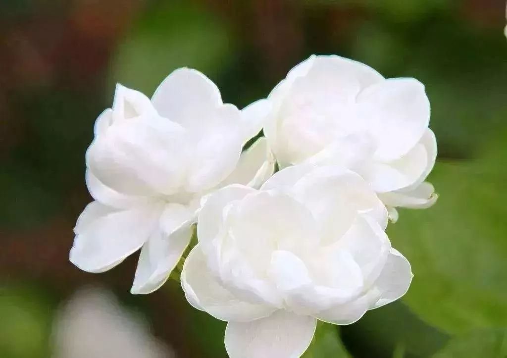 此花有着浓郁的香气，洁白的花朵给人一种很清纯的感觉