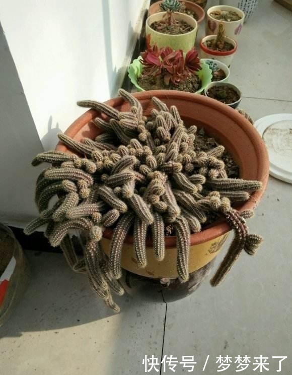 仙人掌“大毛虫”,冬天冻通红,春天“精致”满头,开眼了