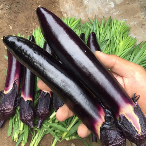 芒果|想长寿要会吃,3种食物,常吃延缓衰老,滋补身体,早吃早好