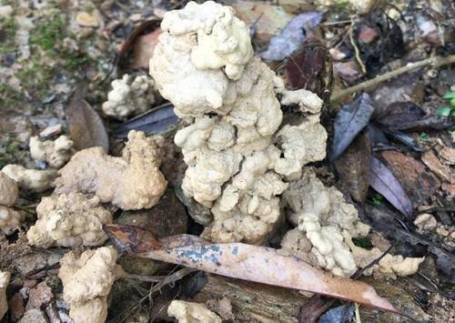 家里养花,2种东西掺盆里,土壤疏松透气,比淘米水强10倍!