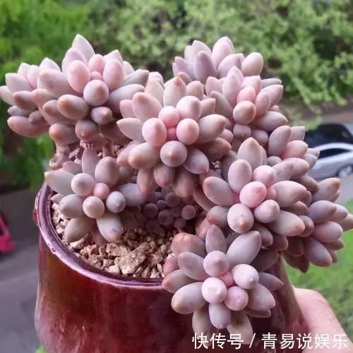 新手养多肉植物，了解掌握4个要点，保准养一个旺一个