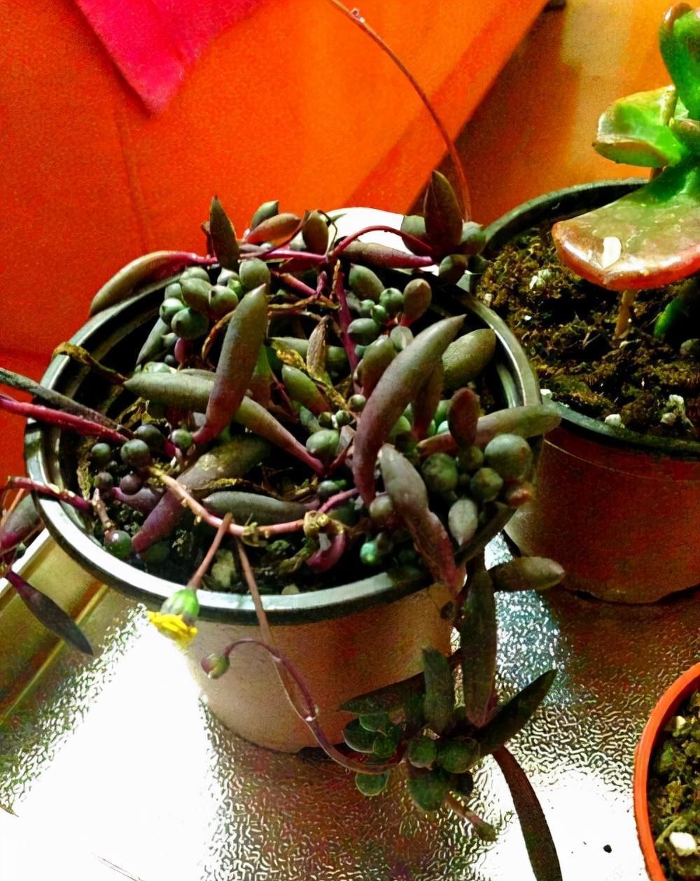 分享2个冬天扦插的小方法,10种花现在扦插正当时,生根快又壮