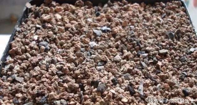 多肉盆里放点它，不怕烂根，长得饱满又圆润