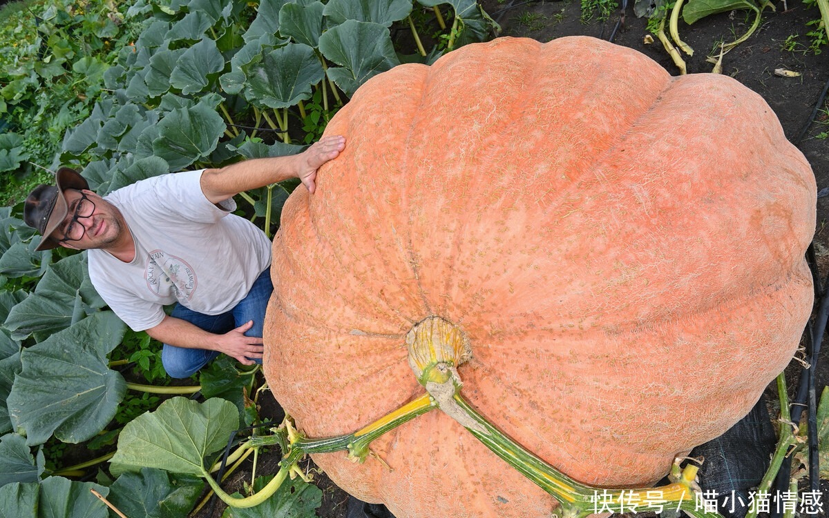 藤蔓|720公斤!德国男子种出巨型南瓜,手臂一样粗的藤蔓
