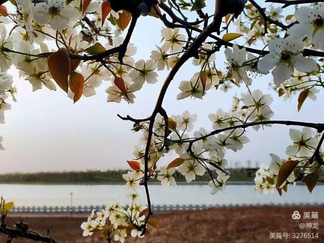 潴龙河畔梨花开