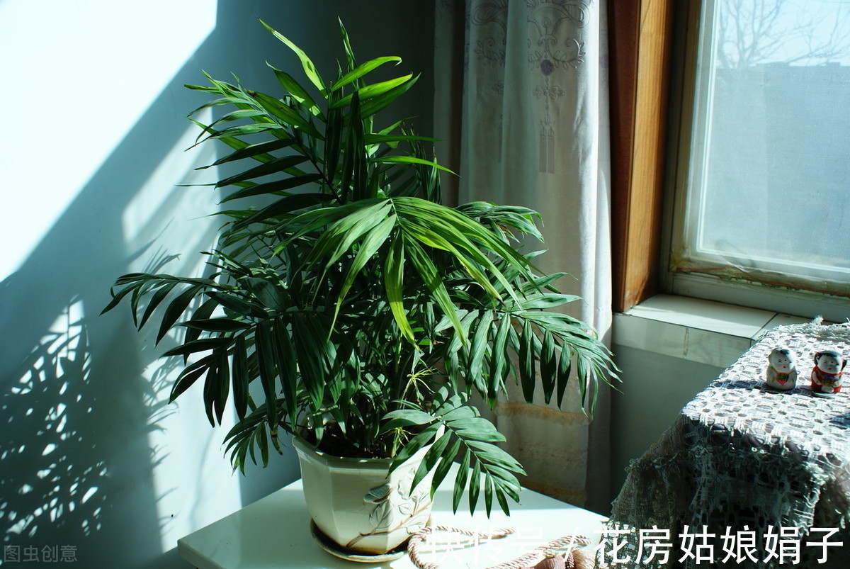 绿植|天热了，卫生间异味遮不住？养上一盆它，异味去无踪，为你解忧