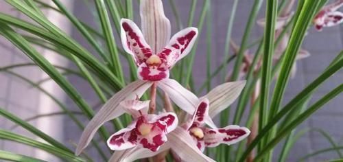 曾被抢购一空的兰花,以前一苗值千金,现在几块钱,花型独一无二