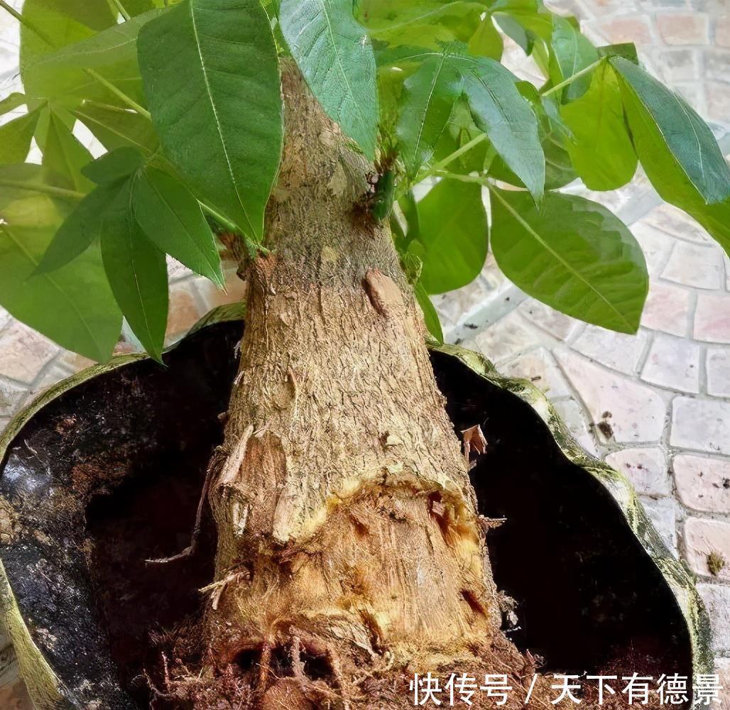 发财树黄叶，掉叶子？都是2个“小疏忽”，看看你犯了没有