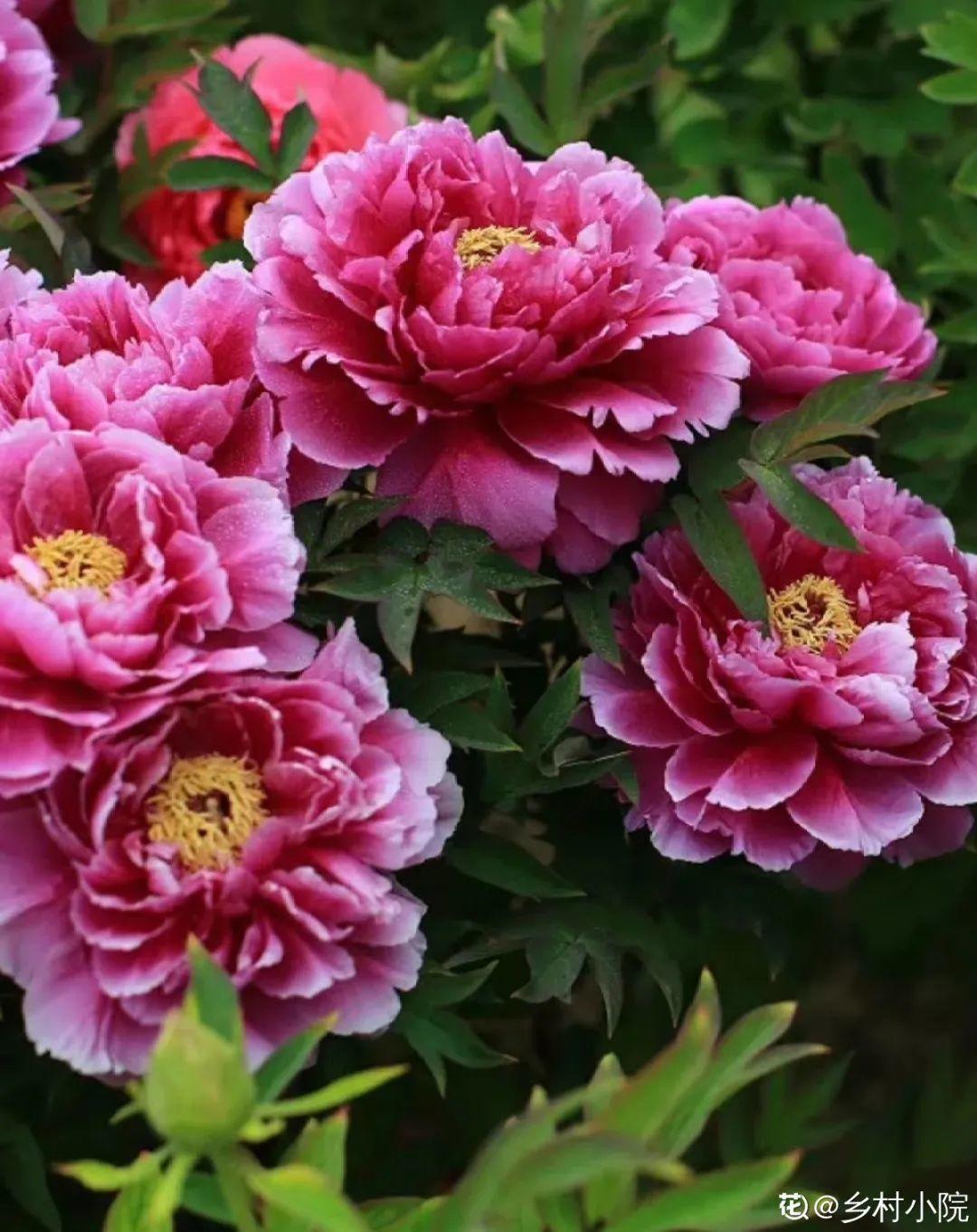 再穷也要养长寿花，寓意好、开花美，养人又养家！