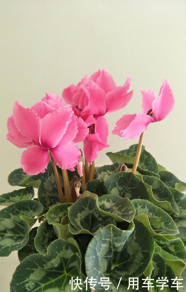 10种花特耐寒,零下5度也能养,冬天也有花看!