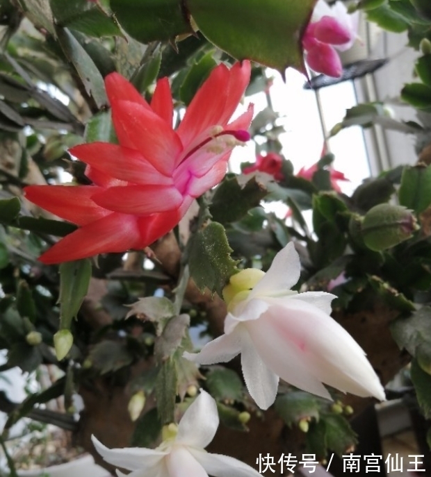 家庭养护花草必备三种肥,氮肥磷肥硫酸亚铁