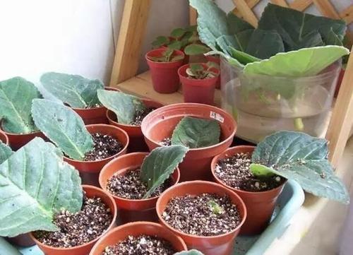 漂亮花|4种漂亮花，别再花钱买，剪根枝条插土里就能长出一盆！
