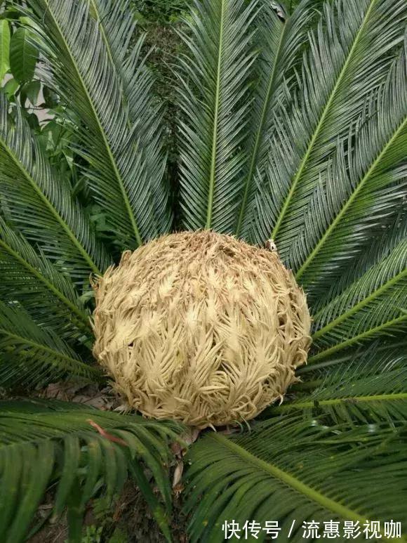 4种花有灵性，平时难开花，一有好事就开花！