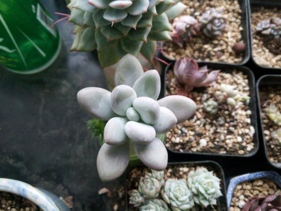 土培|多肉丢水里好度夏，叶子疯狂吸水，几天就变胖了