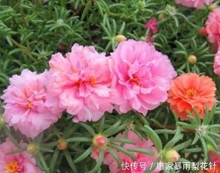 春天就养4种花,花香四溢,花朵烂漫迷人,开花一簇簇!