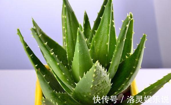 夏天养芦荟,浇水很重要,正确的浇水方法能避免芦荟黑腐化水
