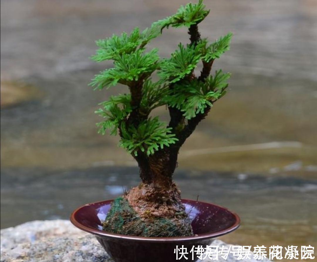 植物|外面遇到6种“小植物”,把它养成“小盆景”,摆在桌面清新自然