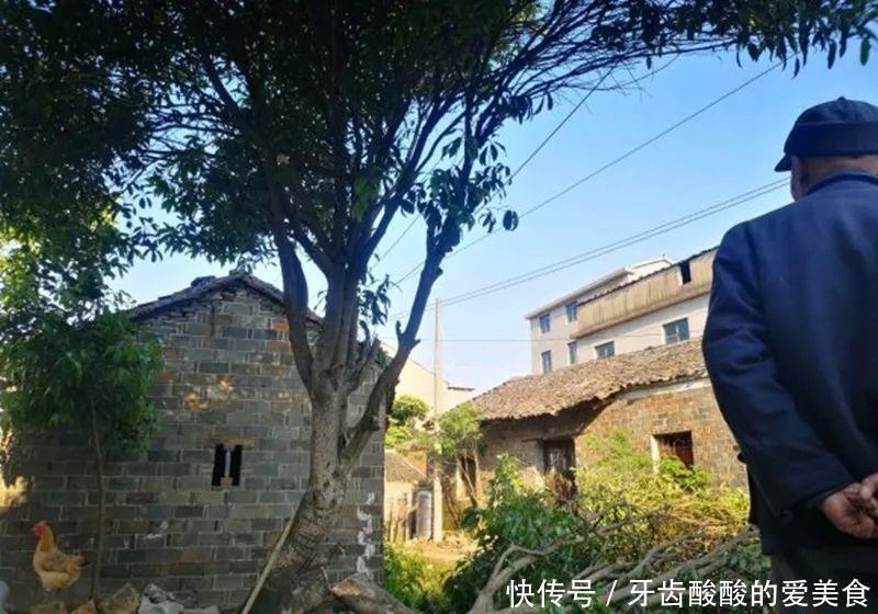 养花达人:38年前,掏家底儿买的2盆花,1盆被偷,1盆传给孙子