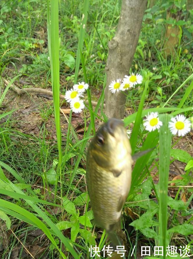 野钓小技巧浮漂做一个小改动,惊鱼几率大降