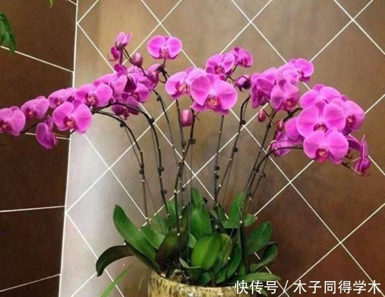 此几种花卉号称开花机器,花开一茬一茬,斗色争妍美极了