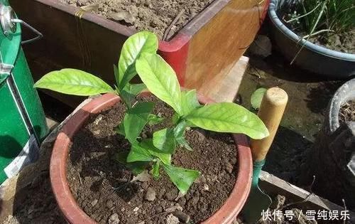 花盆里出现这东西,赶紧翻盆换土,不然花卉易黄叶烂根,别忽视