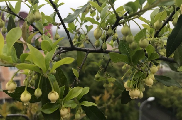 养一盆金弹子,这么照顾,3、4年长成老桩,越来越值钱