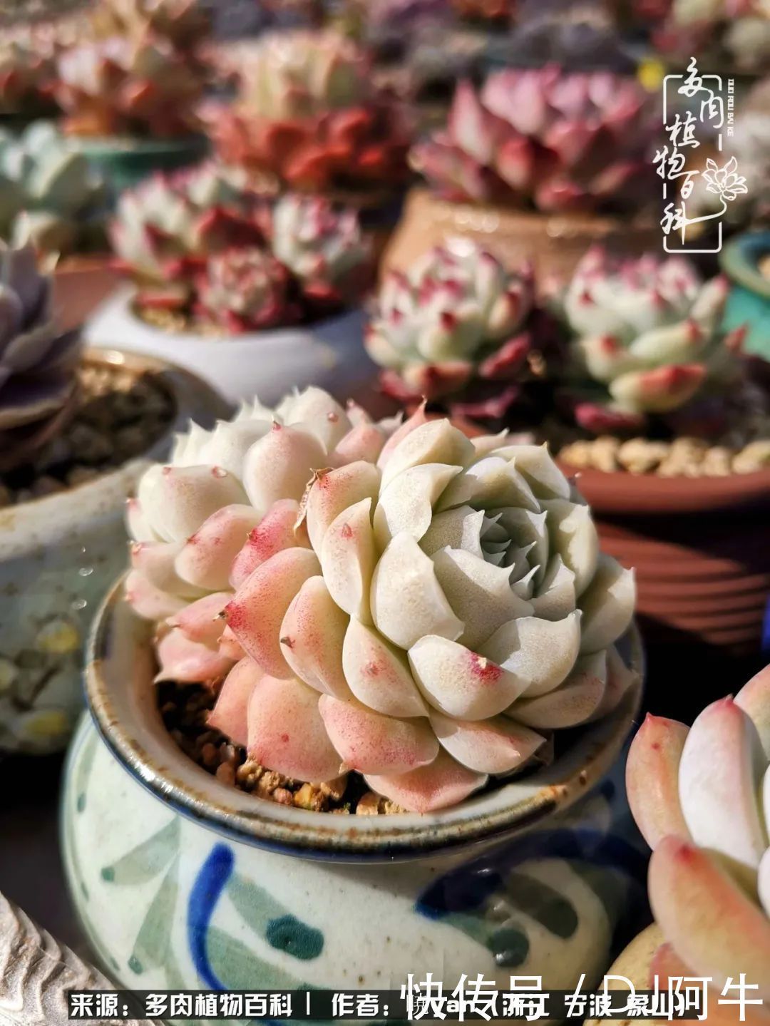 入多肉坑八年,始于初心,一切但求无愧于心