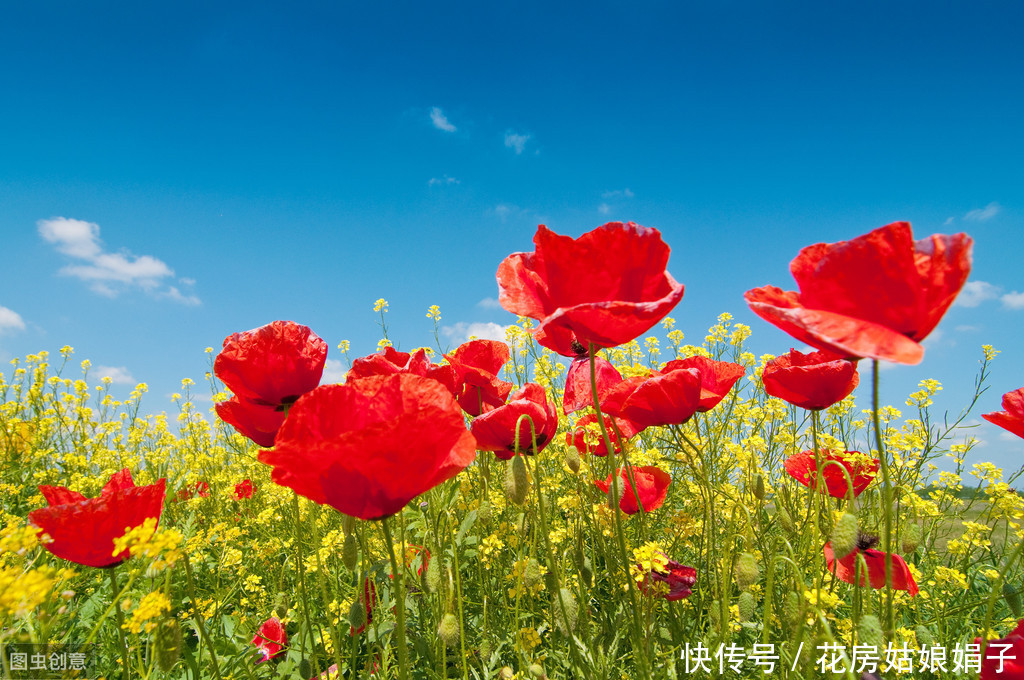 虞美人花开的季节，为霸王别姬返场打Call，从此爱上虞美人