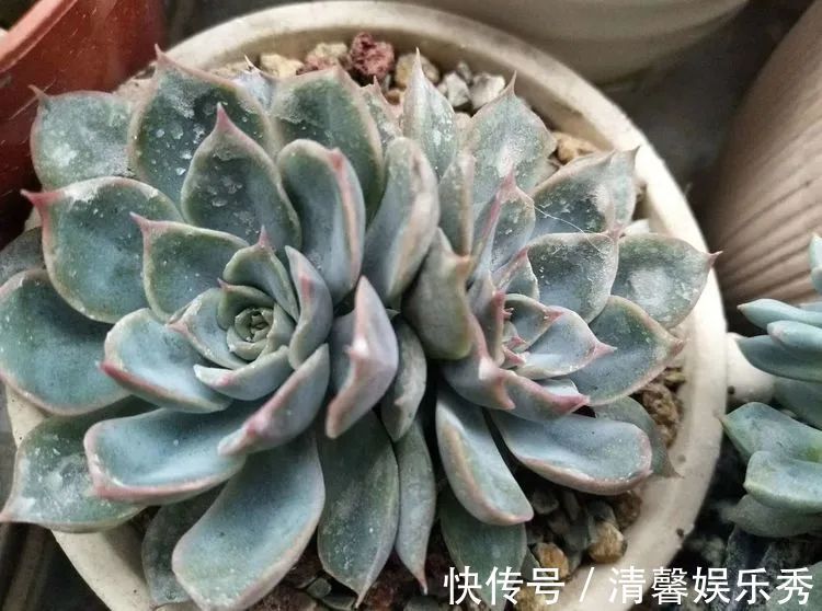 90后川妹子的“丑肉”逆袭记!时光不弃,多肉常在!