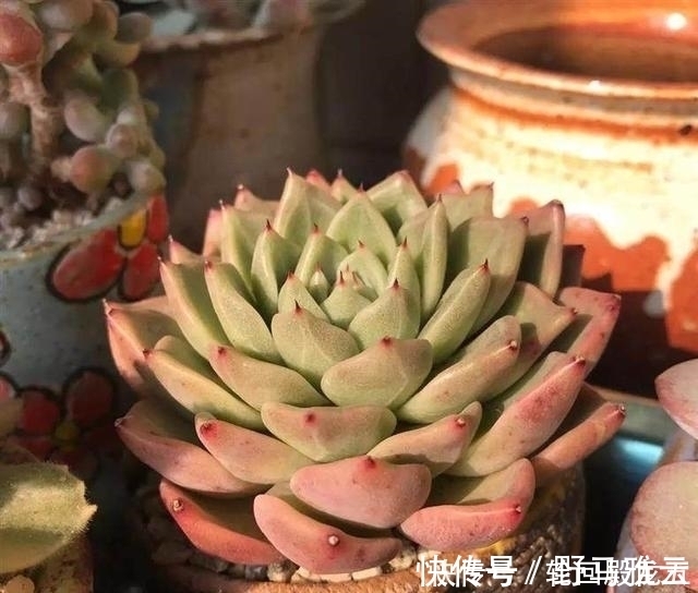 多肉|7字秘诀来养多肉,入坑9年多肉植物没徒也没腐