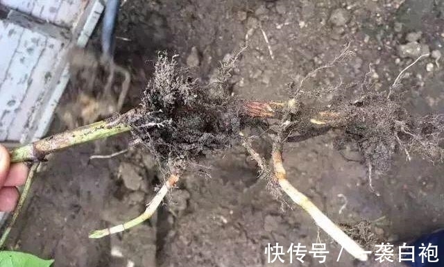 长大|房子边上看见这种草,赶紧连根拔掉,等长大就麻烦了