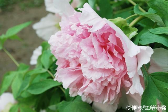 始吐|皮日休:落尽残红始吐芳，佳名唤作百花王