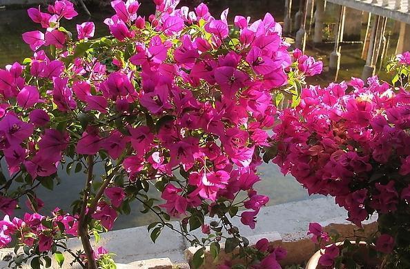 三角梅“光秃秃”不长叶,教你一招,快速恢复,没有叶子开满花!