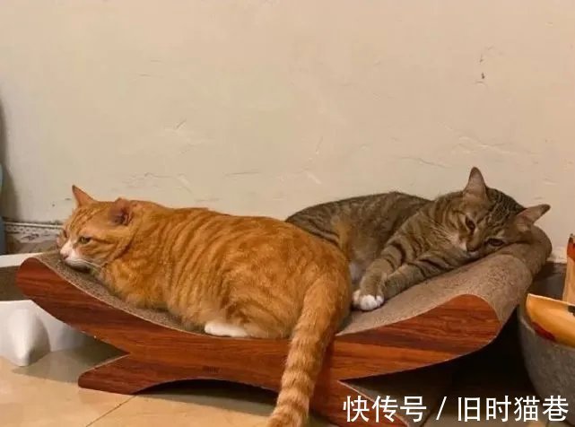 |内涵段子|微 胖 女 生