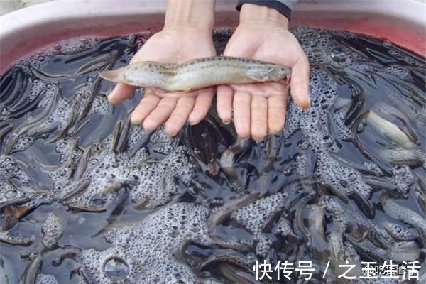 人称“水中人参”，怎么做都好吃，乡下人都吃过，可惜沦为放生鱼