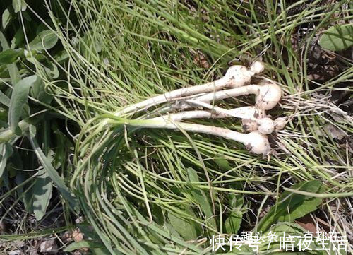 野菜|10月常吃些珍贵野菜,可治疗糖尿病、胆结石、痔疮等疾病