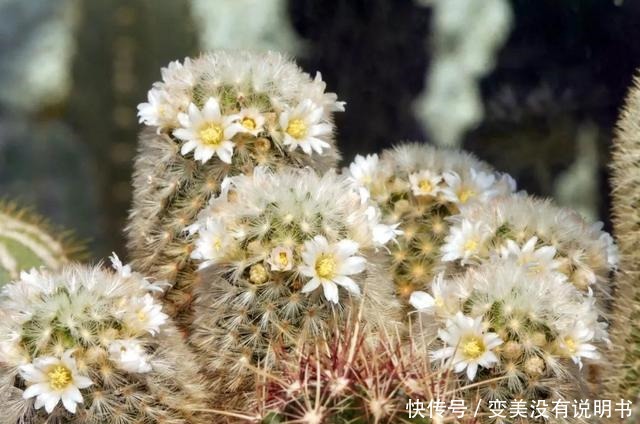 中年|“共同战疫,线上游园”第十期——“宅”在展览温室二中的花儿们!