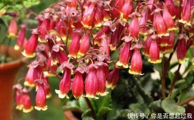 夏天养此款花卉,好养易打理,花色柔美,花朵烂漫迷人