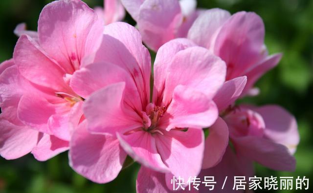 天气变冷,14种花别急着搬到室内,否则不开花或者开花少