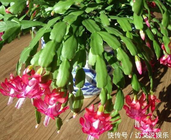 养蟹爪兰不开花往花盆里撒“2种废渣”，花芽长出来，开出花！