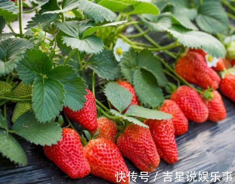 香甜可口|3种水果种阳台上,当年果子挂满枝,随吃随摘无公害,全家乐呵呵