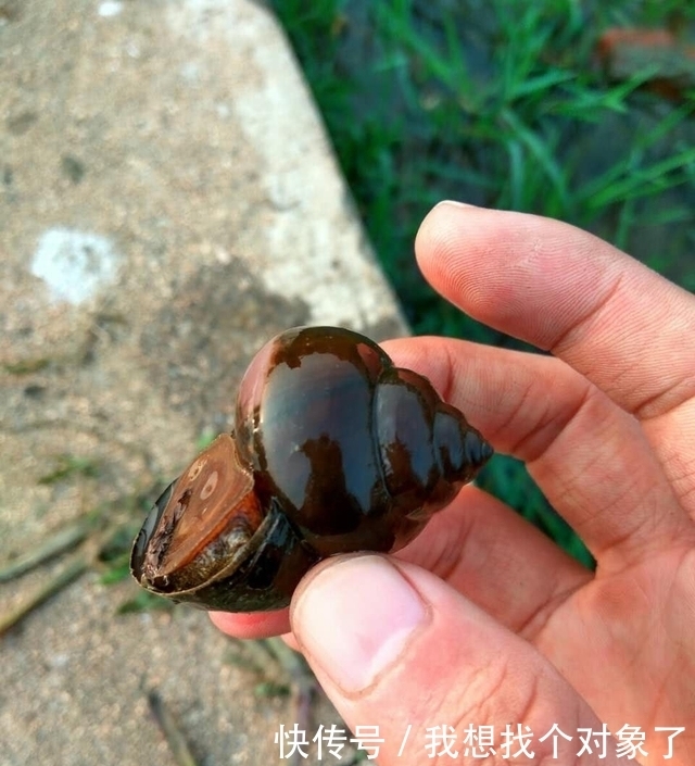 这里的鱼随便抓，河沟边都是，你见过吗