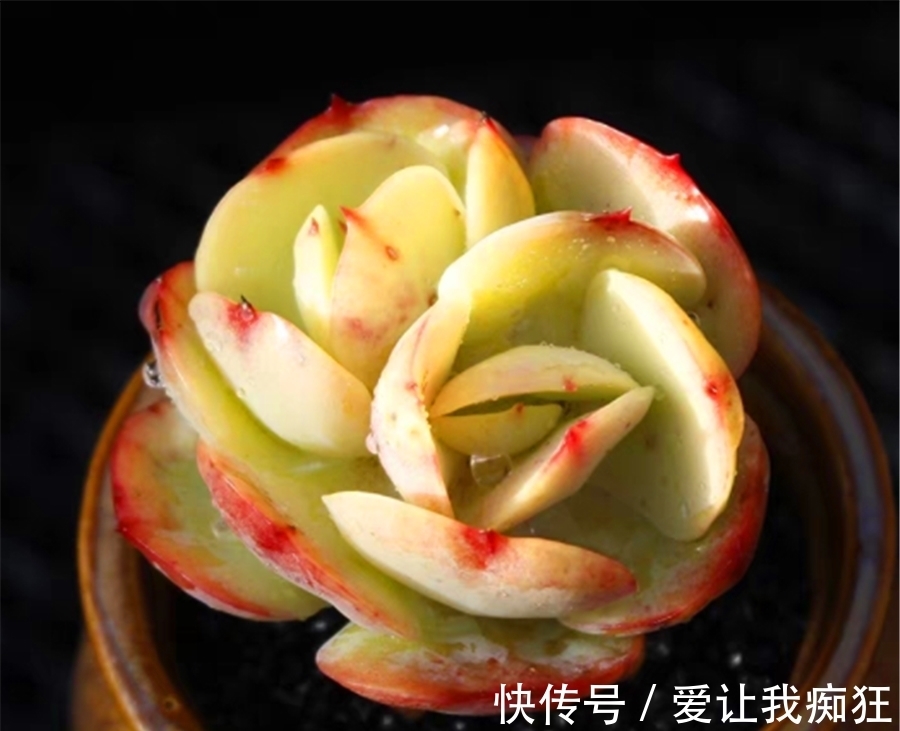 多肉碧桃成了阳台最美的风景,晶莹剔透成老桩,金黄碧绿总相宜