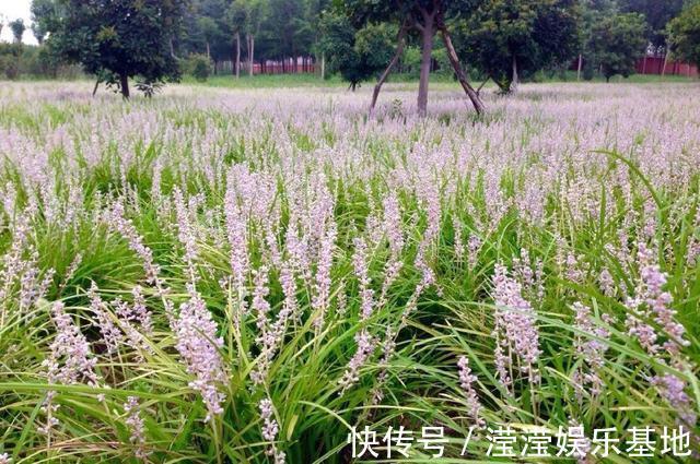 花友|5种花最好别养，根钻得到处都是，砍都砍不尽