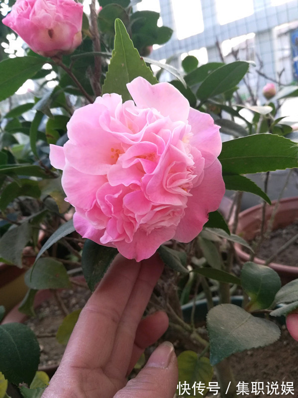 最好养的山茶花,花期长,香气浓郁,南方北方都能养,适合新手