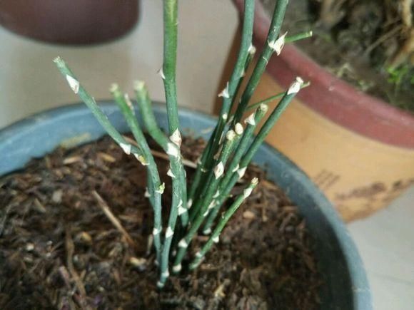 入秋后,3种花要“多剪剪”,叶子剪得狠,生长越是旺盛