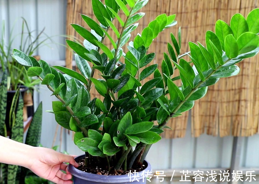 想要金钱树叶子油亮，夏季“这样”做，新手也能养爆盆